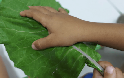 🌿 Que houve? Que couve? Couve de matemática? Matematicouve? 🤪